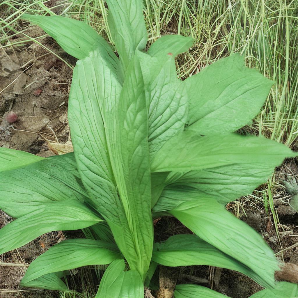 长白山红参：天然的元气补给站