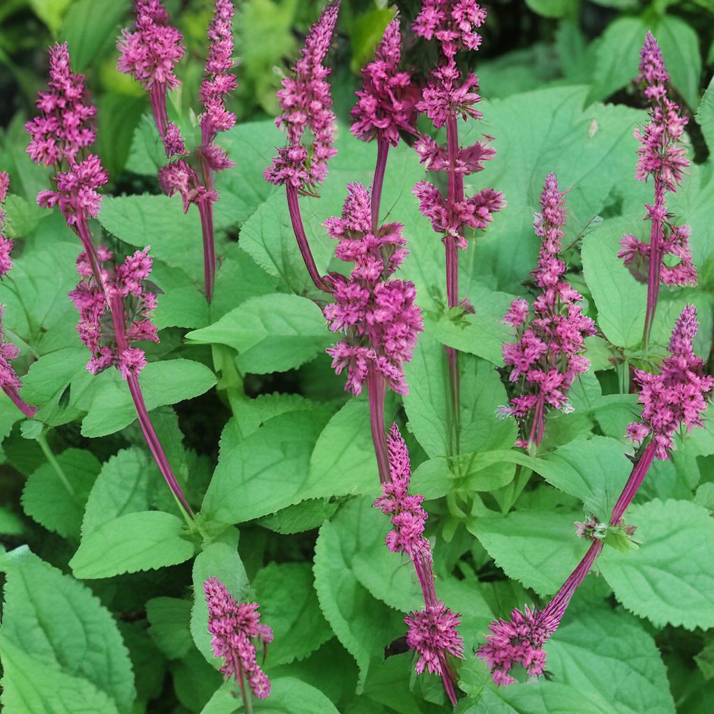 长白山红参怎么吃？滋补效果翻倍！