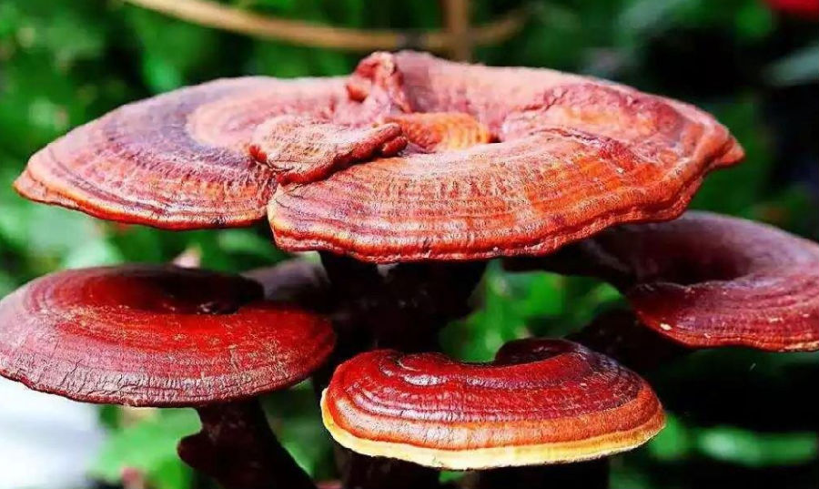 请问护肝的食物有哪些？食物清单及护肝营养品