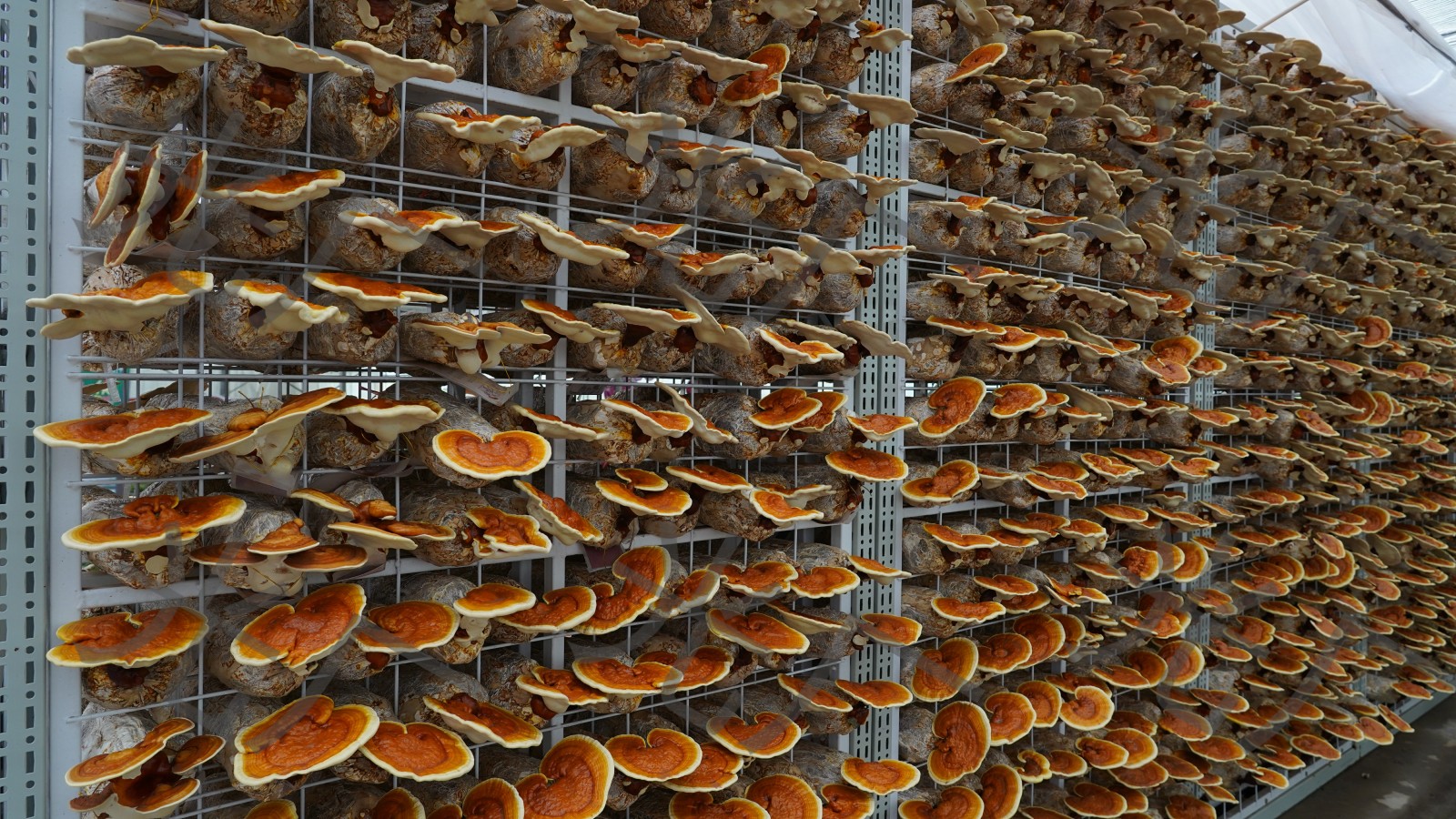 破壁灵芝孢子粉：让你远离疾病困扰的自然卫士