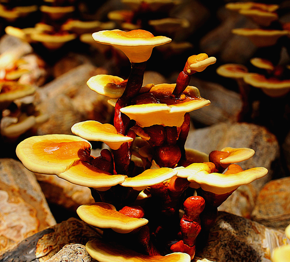 提升免疫力、保护肝脏——破壁灵芝孢子粉的两大神奇功效