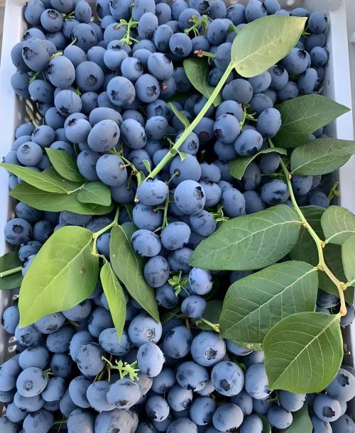 蓝莓—保护视力，从日常饮食做起