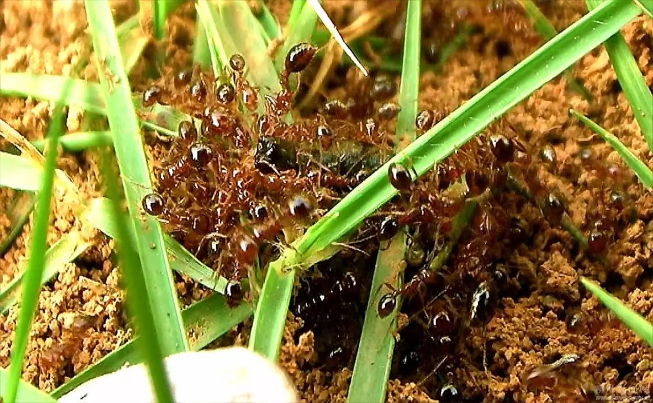 世界最强入侵物种，能致人休克甚至死亡