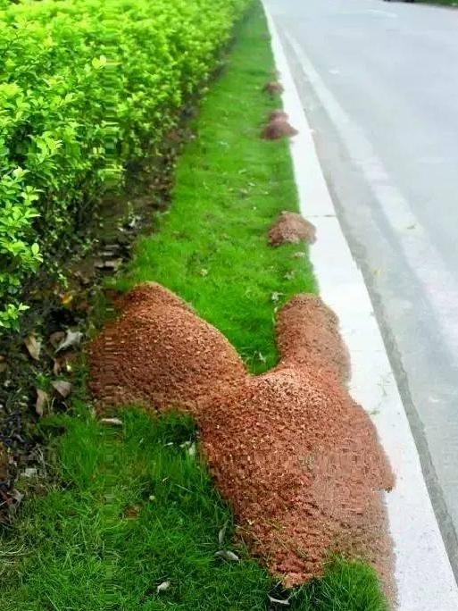 被咬一口可致命！红火蚁已入侵435个县市区