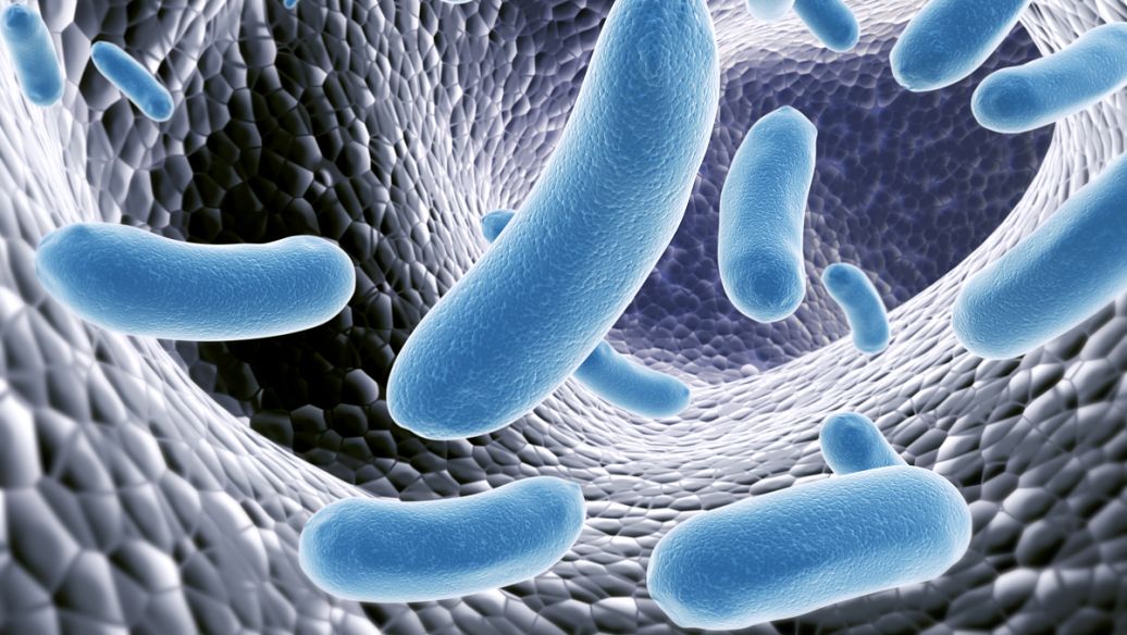 nc苏芙卫益生菌 - 强效除幽门杆菌，德国专利菌株护航