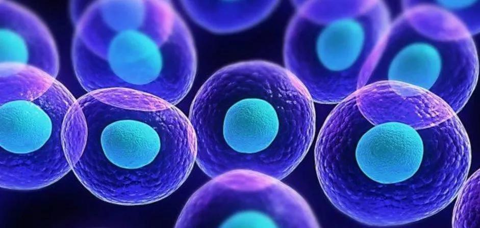 富豪秘密武器揭秘：干细胞疗法如何成为超级富豪的新宠？