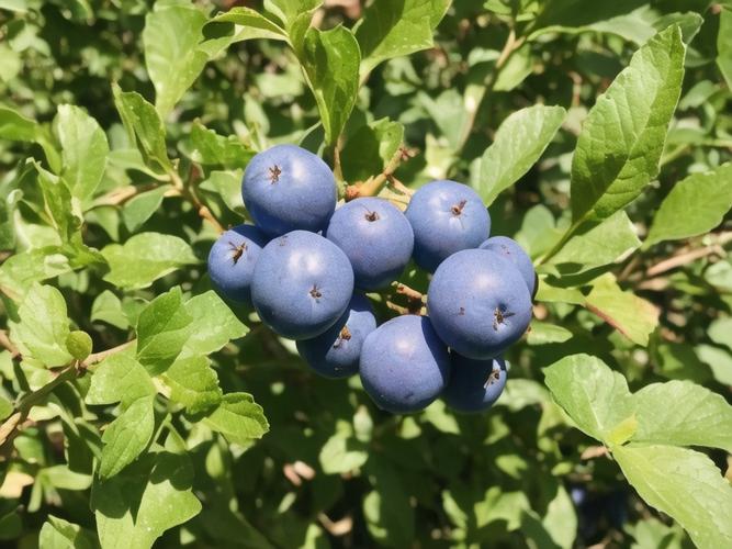 每日补些蓝莓，远离近视烦恼